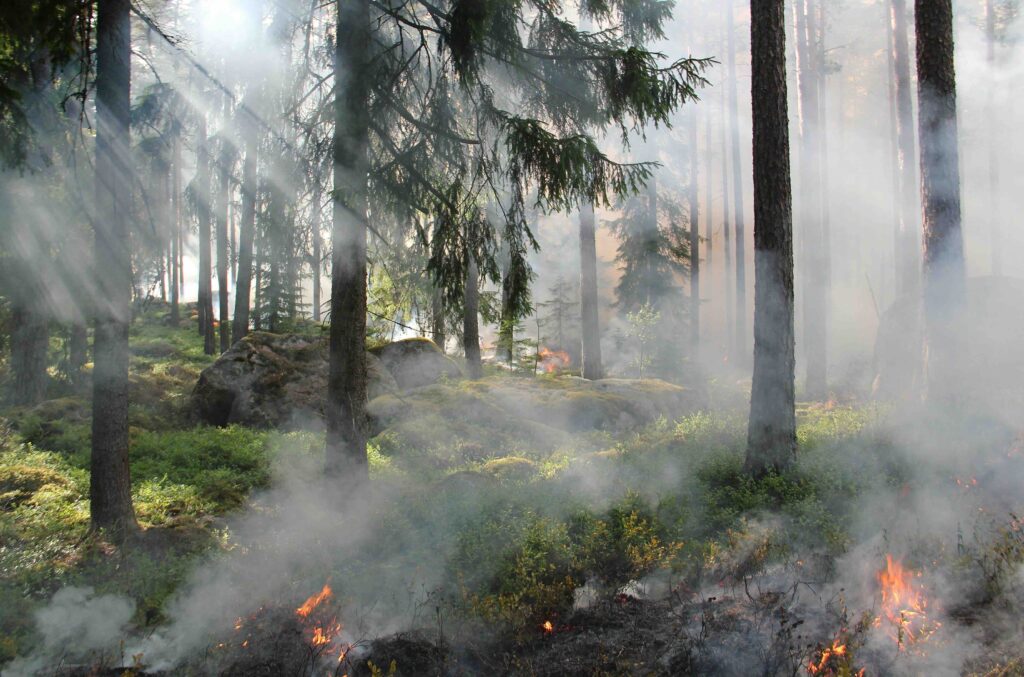 Feux de forêt : un été sous haute tension en France