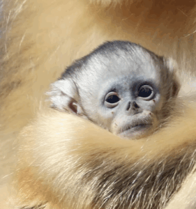 Zoo de Beauval : une naissance historique de singe doré, une première mondiale hors d’Asie