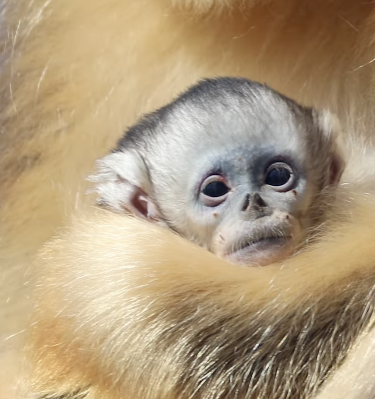 Zoo de Beauval : une naissance historique de singe doré, une première mondiale hors d’Asie