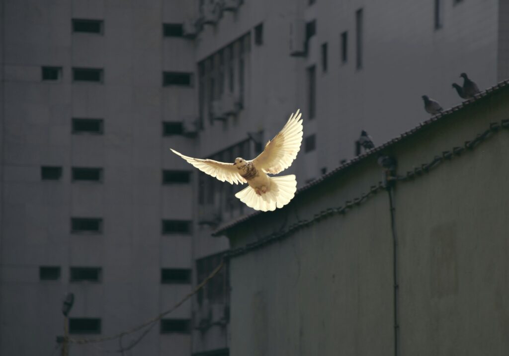 Guerre Iran-USA : un accord de paix « conclu » vendredi soir, des drones iraniens abattus à Ormuz ce matin – la contradiction au coeur du conflit