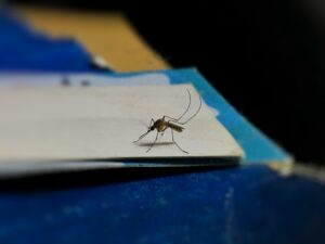 Virus du Nil occidental : premier cas autochtone de l’année détecté en France, pourquoi ce moustique-là doit vous inquiéter plus que le tigre ?